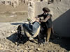 Man Loading Donkey with bricks